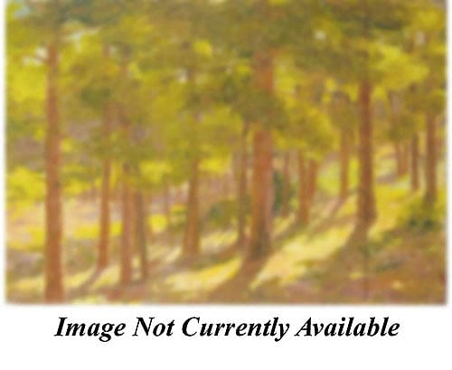 The Pine Forest at the Grand Canon, Arizona: [Coconino Forest, Grand Canon, Arizona]